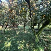 زمین واقع در دروپی|فروش زمین و ملک کلنگی|پایین هولار, |دیوار