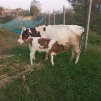 گاو و گوساله