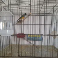 فروش فنچ زبرا کینگ اورج و گلدین|پرنده|ساوه, |دیوار
