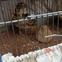 سهره خاکی|پرنده|هشتگرد, شهرک افشاریه|دیوار