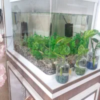 آکواریوم شیشیه خم درحدنو|ماهی|ابهر, |دیوار