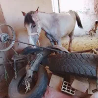 اسب نریون