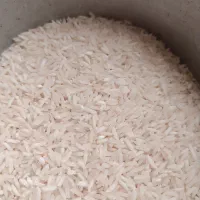 برنج طارم هاشمی وشیرودی دوالکه وهاشمی دوالکه