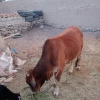 گاو محلی نر