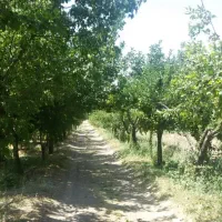 فروش-21هکتار-زمین-کشاورزی-براتوبان-صایین-قلعه