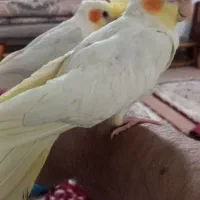 عروس هلندی نر اهلی ۱۱۰۰۰۰۰