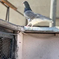 شهری سبز و قهوه ای|پرنده|شیراز, تندگویان|دیوار