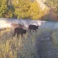 فروش ۷ راس گوساله