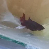 ماهی فایتر قیمت مناسب|ماهی|بن, |دیوار