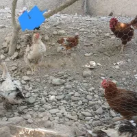 مرغ و خروس غاز و اردک جوجه تخمگذار کرچ شو|حیوانات مزرعه|تهران, بهارستان|دیوار