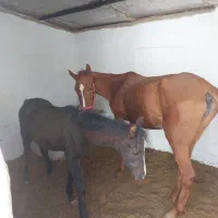 اسب مادیان همراه با کره ۴ ماهه