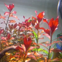 انواع گیاه اکواریومی&پلنت|ماهی|شیراز, میانرود|دیوار