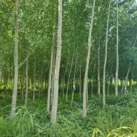 1500متر زمین باغی با درخت .جهت سرمایه گذاری