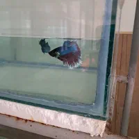 فروش عمده ماهی زبرا انواع سایز و رنگ|ماهی|تهران, آرژانتین|دیوار