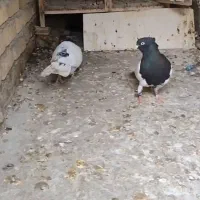 یک جفت کله ای و یا نرم کله الماسی|پرنده|اندیمشک, |دیوار