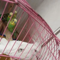 مرغ عشق نر|پرنده|خرمشهر, |دیوار