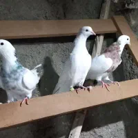 کفتر|پرنده|کنگاور, |دیوار