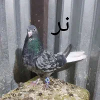 کبوتر نر ماده سور دم سفید زاغ دم سفید