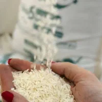 برنج محلی شمال به شرط پخت