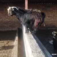 بز جوان نر مست مست|حیوانات مزرعه|سرخنکلاته, |دیوار