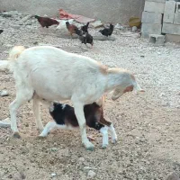 3عدد‌بز‌کهره‌دار‌موجوده|حیوانات مزرعه|جم, |دیوار