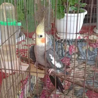 فروش عروس هلندی