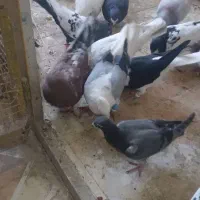 کبوتر رنگی و دورگ|پرنده|شاهینشهر, نبوت|دیوار