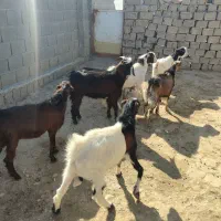 کهره نر و بز چاق|حیوانات مزرعه|خورموج, |دیوار