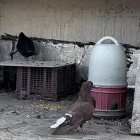 کبوتر پرنده|پرنده|شیراز, فرهنگیان|دیوار