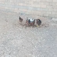 مرغ جوان|حیوانات مزرعه|مرودشت, تخت جمشید|دیوار