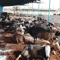 کارگر شیردوش گاوداری صنعتی