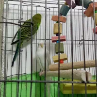 مرغ عشق دو جفت|پرنده|چاراویماق, |دیوار