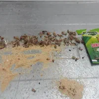 سم سوسک مورچه موش برسودا گرین لیف آشپزخانه کابینت|لوازم نظافت|کازرون, |دیوار