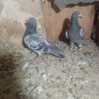 کفتر|پرنده|نیشابور, کوی حسینی|دیوار