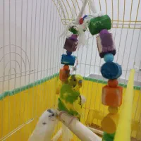 یک جفت مرغ عشق همراه با قفس