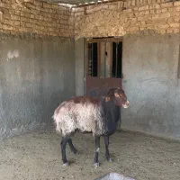 قوچ هترو|حیوانات مزرعه|مشهد, آبکوه|دیوار