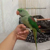 طوطی|پرنده|بناب, |دیوار