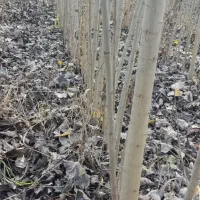 نهال صنوبر تضمینی و قیمت مناسب|خدمات باغبانی و درختکاری|آذرشهر, |دیوار