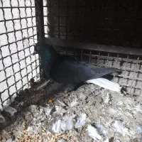 کفتر|پرنده|بم, |دیوار