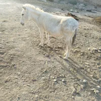 الاغ ماده