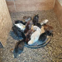 فروش جوجه محای و لری