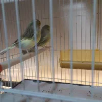 کلاغ رسمی قناری|پرنده|مشهد, ادیب نیشابوری (شهرک غرب)|دیوار