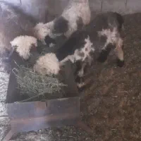 سه تا بره کوار