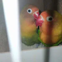 طوطی برزیلی یا کوتوله