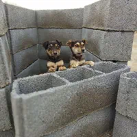 بلوک سیمانی سقفی ۲۰/۶۸ سبک وزن ۱۵کیلو|مصالح و تجهیزات ساختمان|مشهد, لقمانی|دیوار