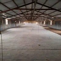 فروش. مرغداری گوشتی