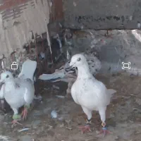 کبوتر|حیوانات|بجنورد, |دیوار