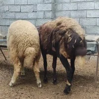 گوسفند بره مار افشار