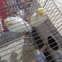 دوجفت پرنده|پرنده|شادگان, |دیوار