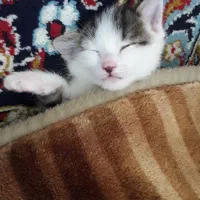 بچه گربه|گربه|کاشان, ۲۲ بهمن|دیوار